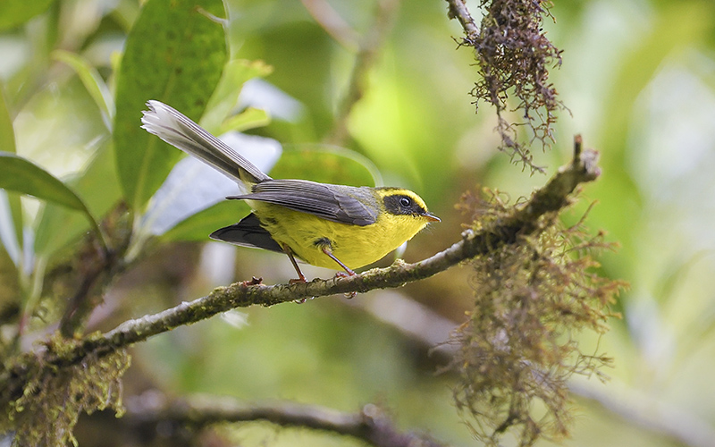 Yellow-bellied Fairy-Fantail (Chelidorhynx hypoxanthus) at Mu Cang Chai Birding Trails - Northern Vietnam. Photo by: Bui Duc Tien - Vietnam Bird Photography Tours - Vietbirdphototours.com